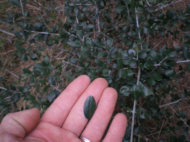 Ampelodesmos mauritanicus e Olea europea var. sylvestris