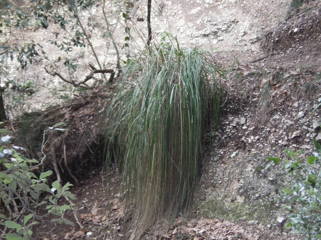 Ampelodesmos mauritanicus e Olea europea var. sylvestris