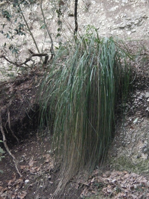 Ampelodesmos mauritanicus e Olea europea var. sylvestris