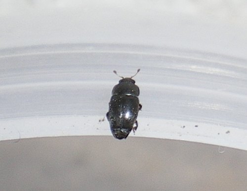 Nitidulidae - Meligethes sp.