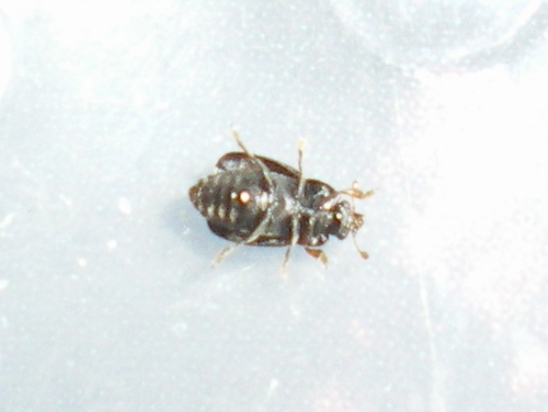 Nitidulidae - Meligethes sp.