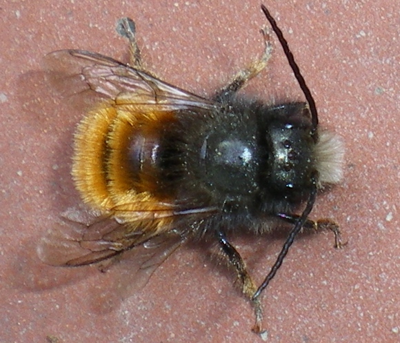 Osmia cornuta M. (Apidae Megachilinae).