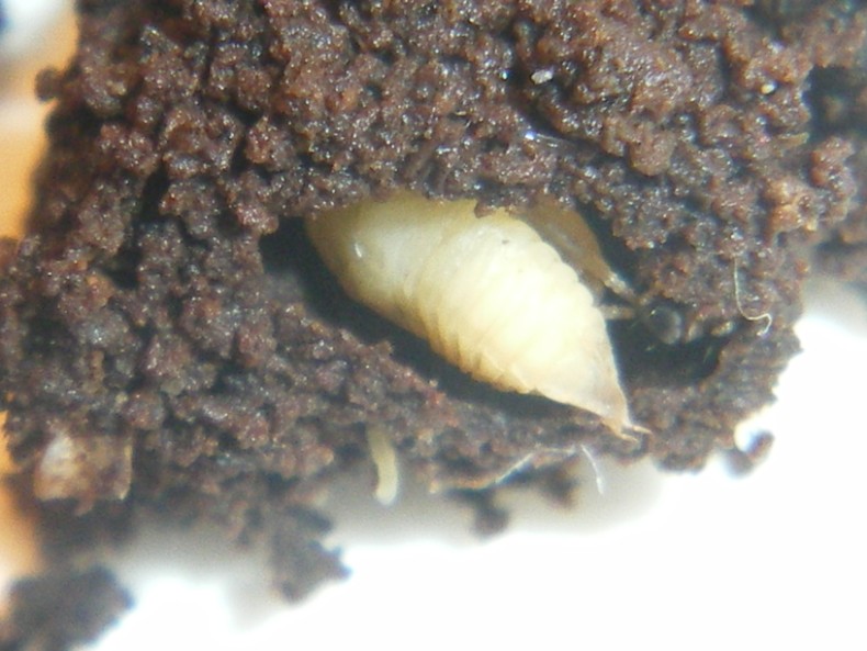 Chilothorax lineolatus (Aphodiidae): la metamorfosi
