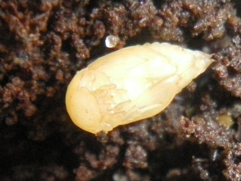Chilothorax lineolatus (Aphodiidae): la metamorfosi