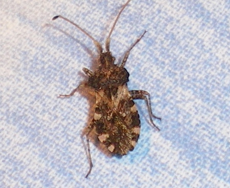 Coreidae: Centrocoris variegatus delle Marche