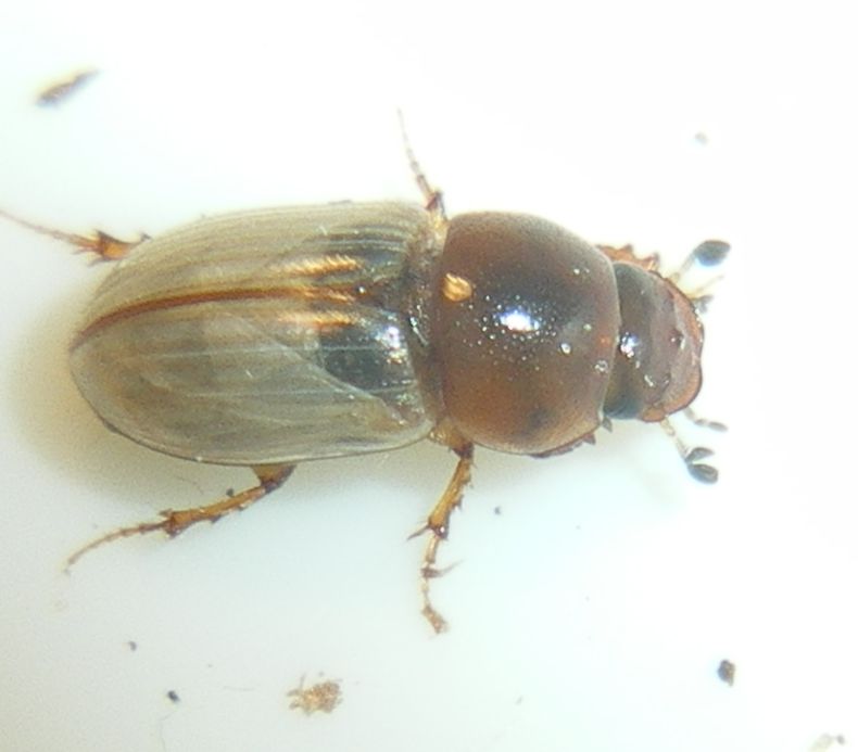 Chilothorax lineolatus (Aphodiidae): la metamorfosi