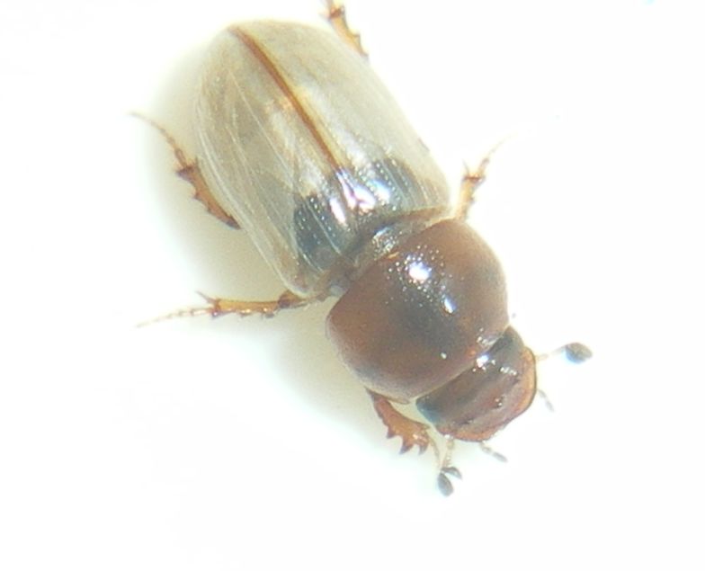 Chilothorax lineolatus (Aphodiidae): la metamorfosi