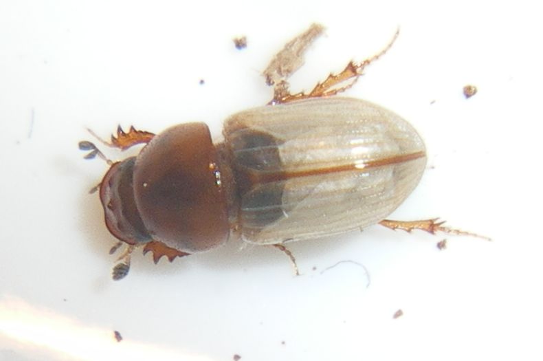 Chilothorax lineolatus (Aphodiidae): la metamorfosi