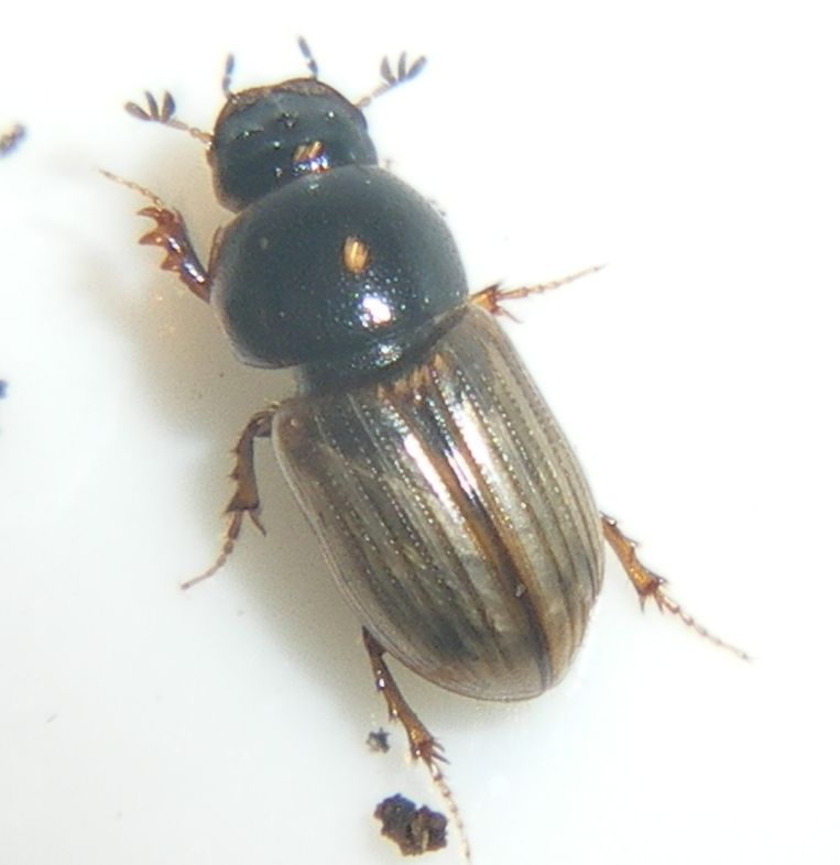 Chilothorax lineolatus (Aphodiidae): la metamorfosi