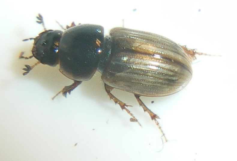 Chilothorax lineolatus (Aphodiidae): la metamorfosi