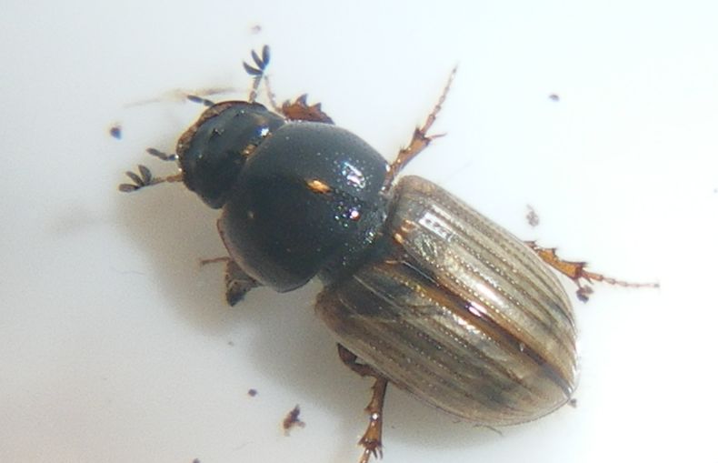 Chilothorax lineolatus (Aphodiidae): la metamorfosi