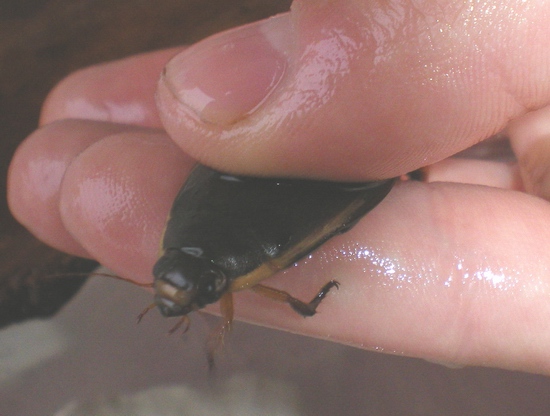 Cybister lateralimarginalis, femmina (Dytiscidae)