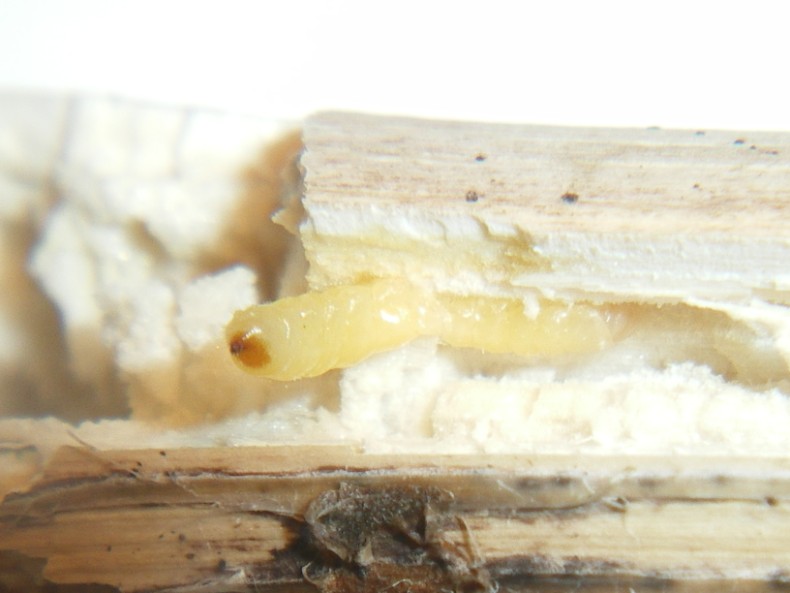 Larva di Mordellidae