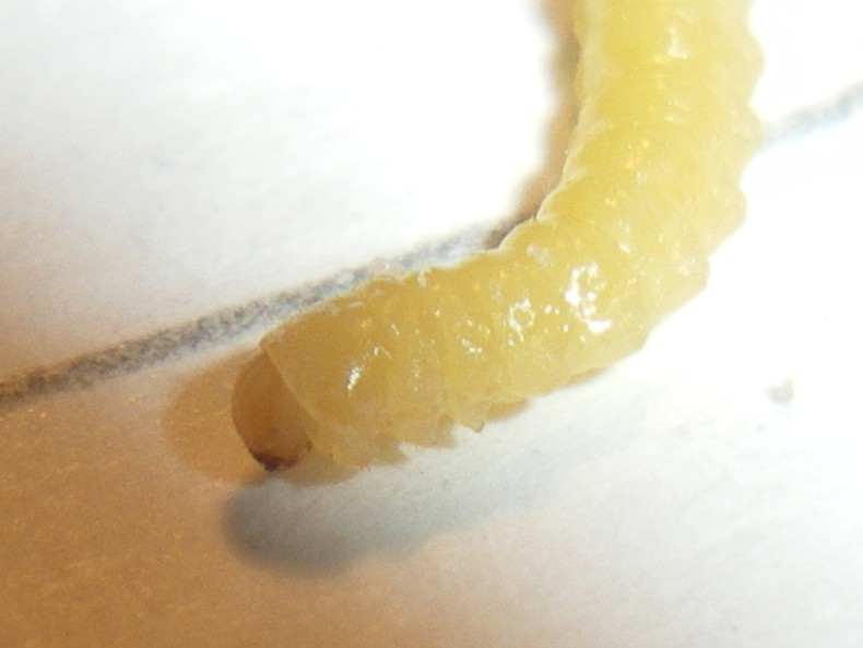 Larva di Mordellidae