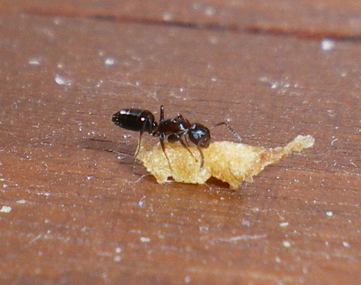 Formiche anche io! Camponotus truncatus e Tetramorium sp.