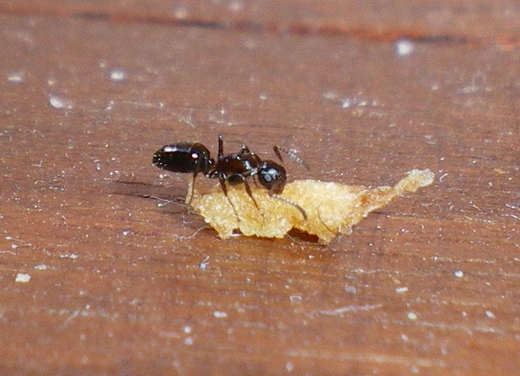 Formiche anche io! Camponotus truncatus e Tetramorium sp.
