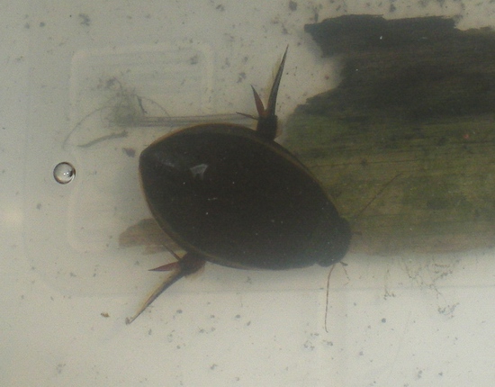 Cybister lateralimarginalis, femmina (Dytiscidae)