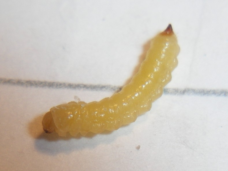 Larva di Mordellidae