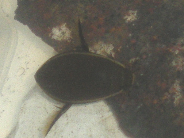 Cybister lateralimarginalis, femmina (Dytiscidae)