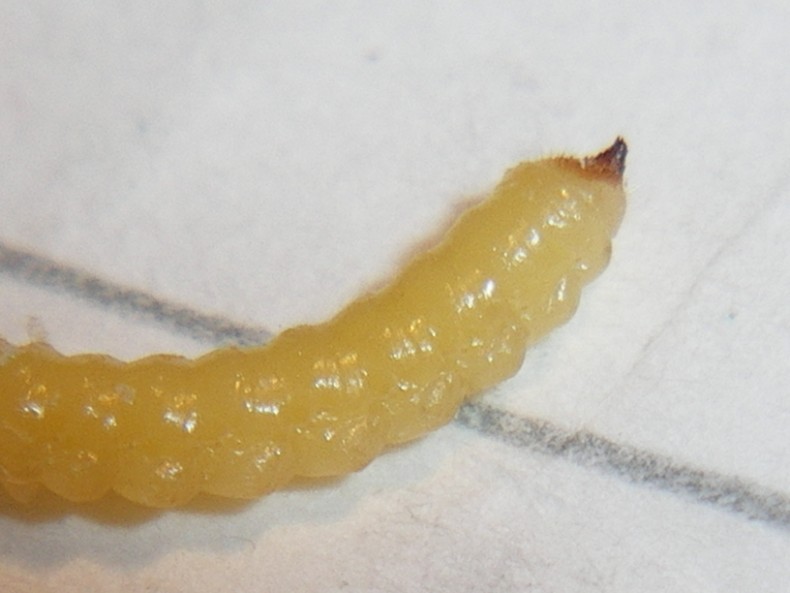 Larva di Mordellidae