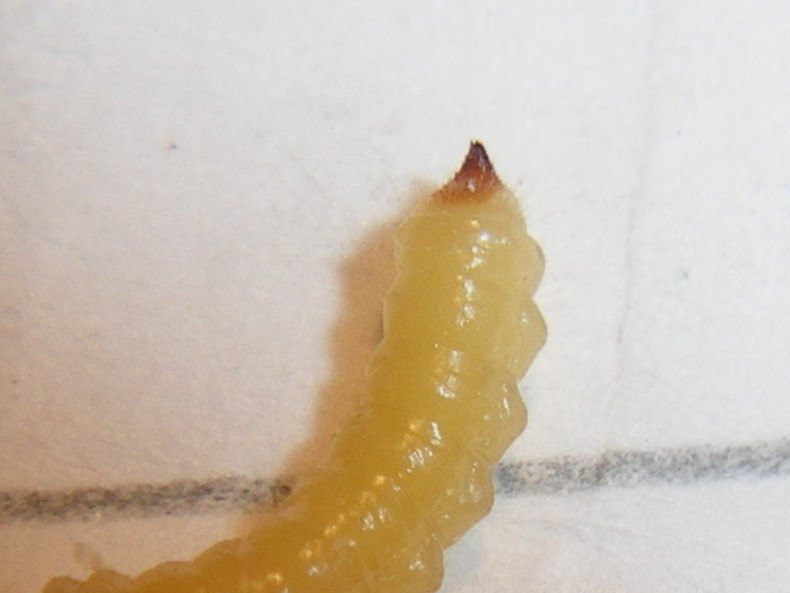 Larva di Mordellidae