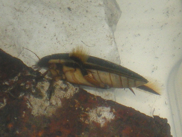 Cybister lateralimarginalis, femmina (Dytiscidae)