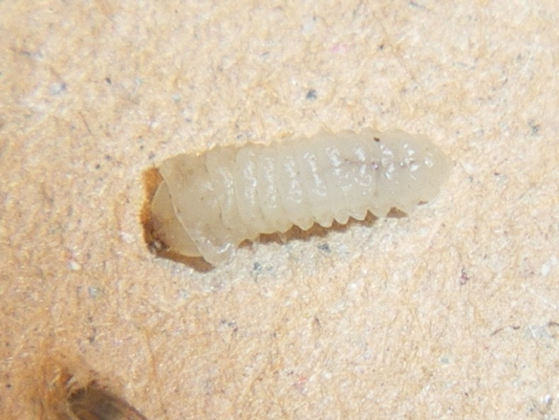 Uleiota planata (Silvanidae) e presunta larva