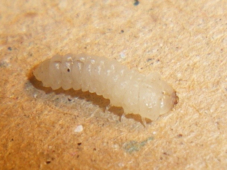 Uleiota planata (Silvanidae) e presunta larva