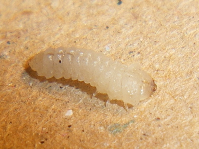 Uleiota planata (Silvanidae) e presunta larva