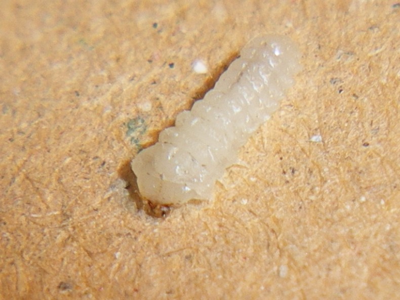 Uleiota planata (Silvanidae) e presunta larva