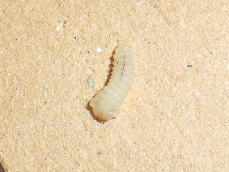 Uleiota planata (Silvanidae) e presunta larva