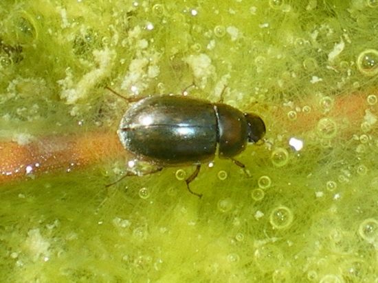 Hydrophilidae
