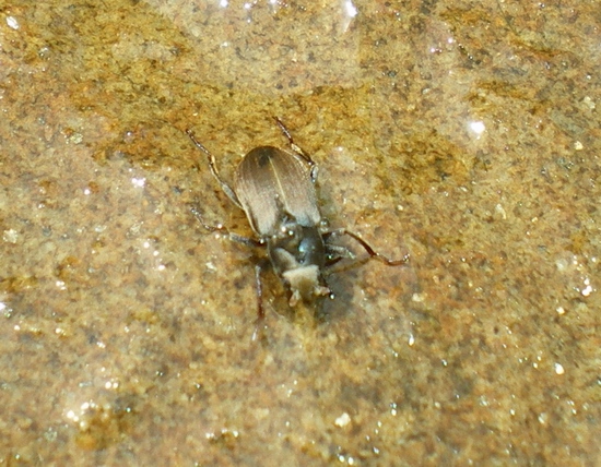 Pomatinus substriatus (Dryopidae)