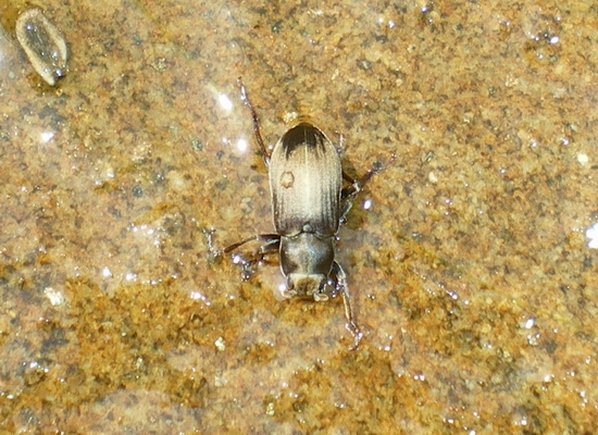 Pomatinus substriatus (Dryopidae)