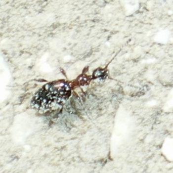 Anticide? Anthelephila pedestris