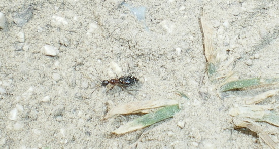 Anticide? Anthelephila pedestris
