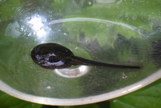 Girini da identificare - Bufo bufo