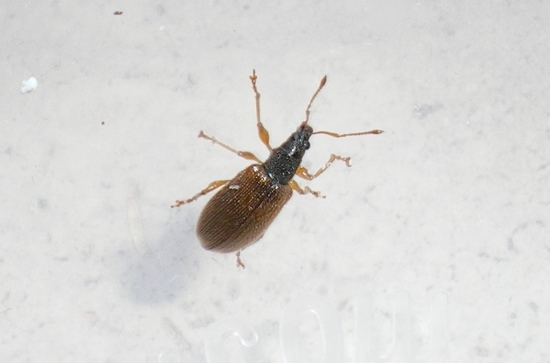 Phyllobius oblongus anconetano