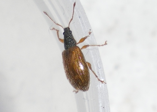Phyllobius oblongus anconetano