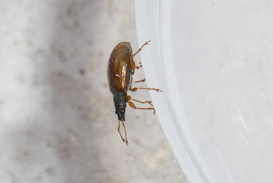 Phyllobius oblongus anconetano