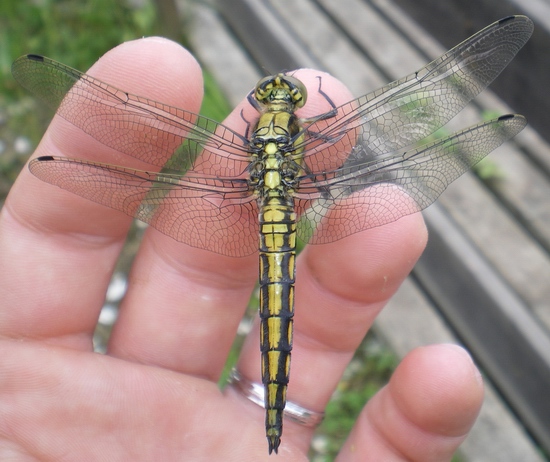 Orthetrum cancellatum