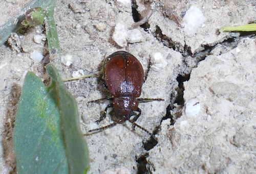 Galeruca  rufa