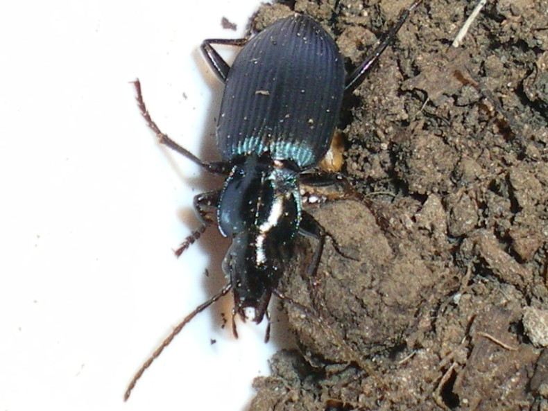 Laemostenus complanatus ?? No, L. venustus