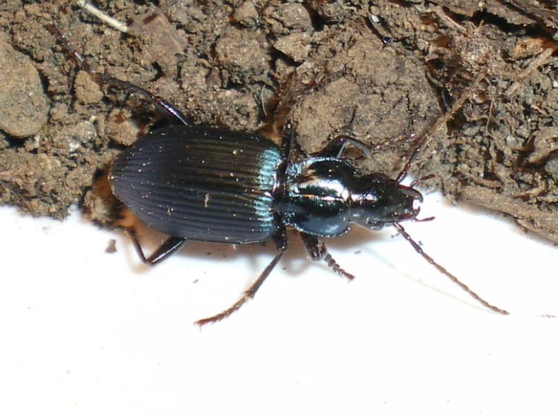 Laemostenus complanatus ?? No, L. venustus