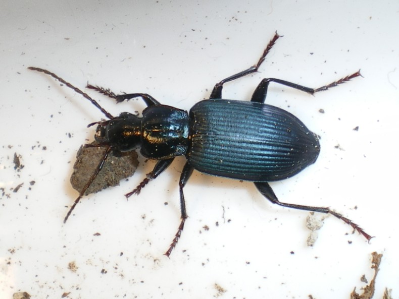 Laemostenus complanatus ?? No, L. venustus