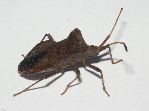 Coreidae: Enoplops e Coreus del Trentino (M.Bondone)