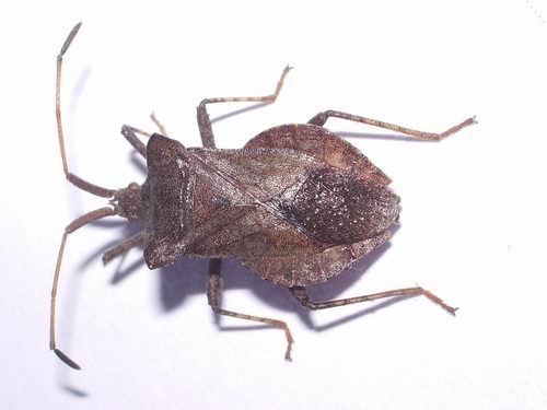 Coreidae: Enoplops e Coreus del Trentino (M.Bondone)
