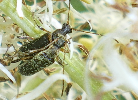 Grammoptera ruficornis