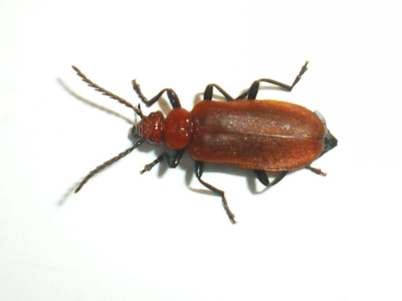 Pyrochroa serraticornis: la metamorfosi