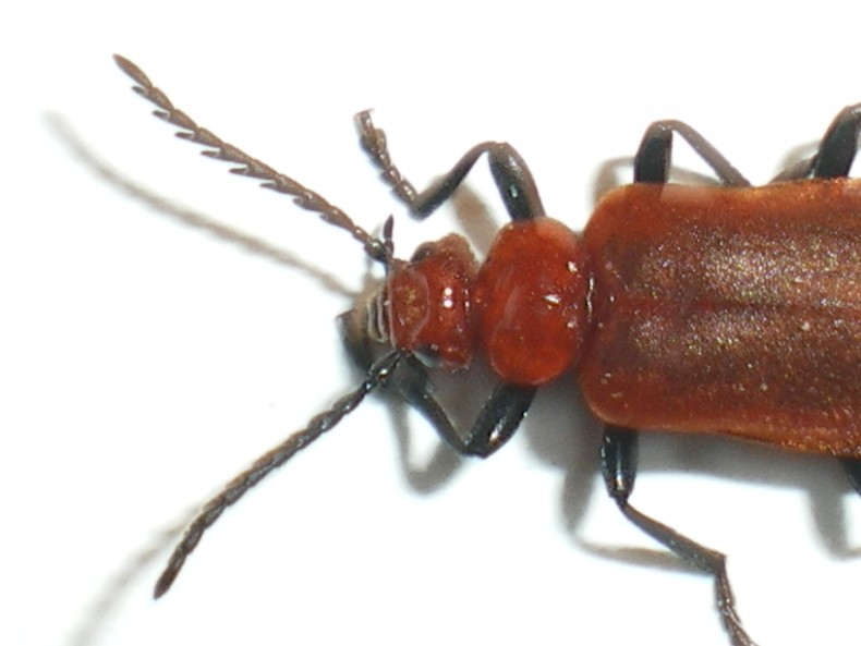 Pyrochroa serraticornis: la metamorfosi